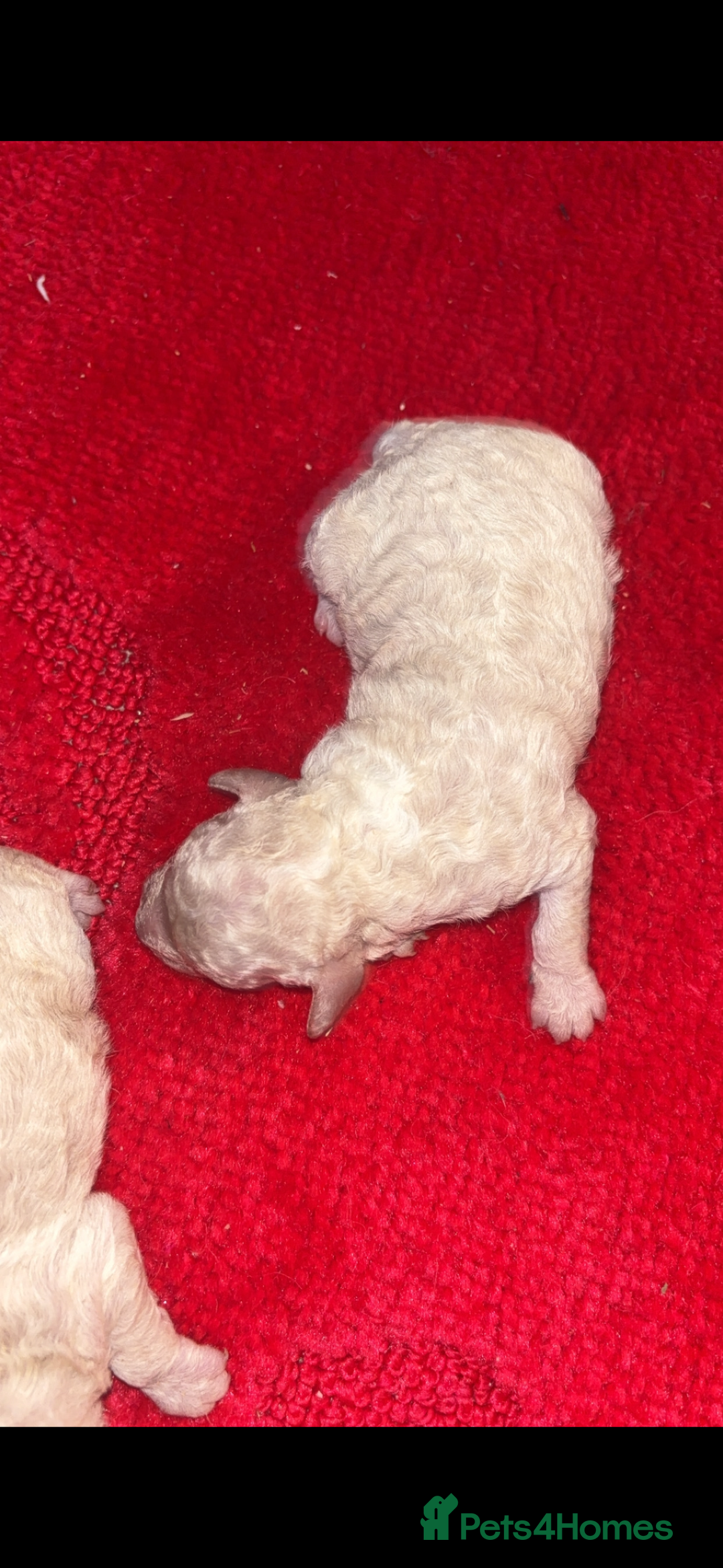 Miniature Poodle dogs for sale: Poodle puppies - Advert 10