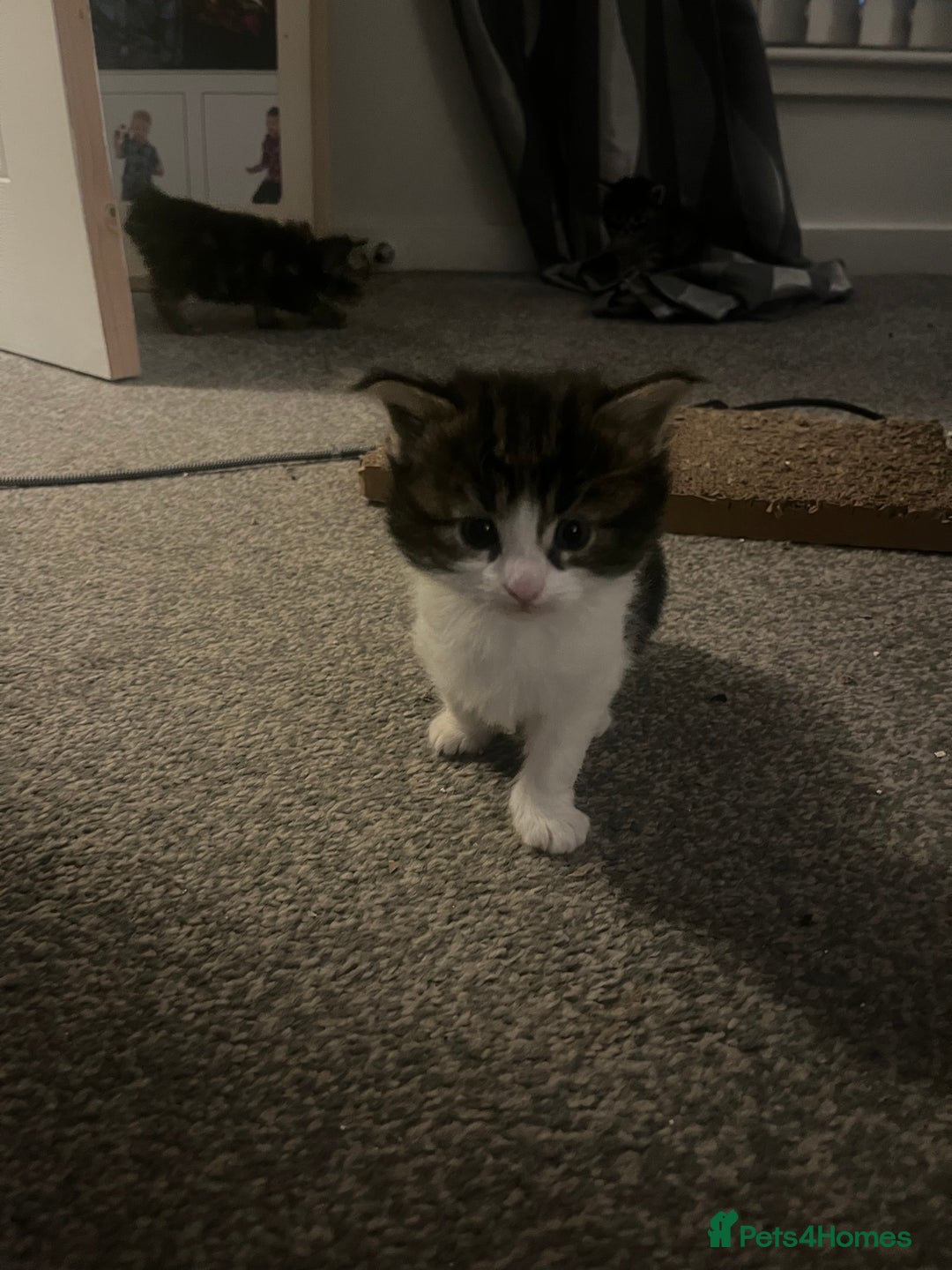 Maine Coon cats for sale: Maine coon X Ragdoll mix breed - Advert 17