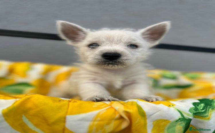 West Highland Terrier dogs - Advert 1