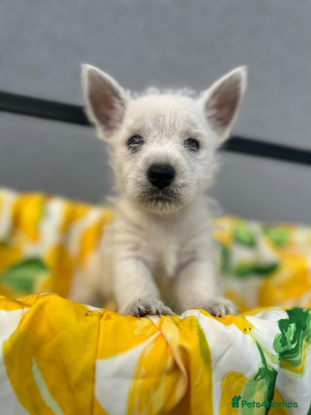 West Highland Terrier dogs for sale: West highland terrier puppies  - Image 1
