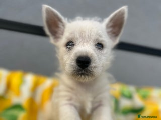 West Highland Terrier dogs - Advert 23