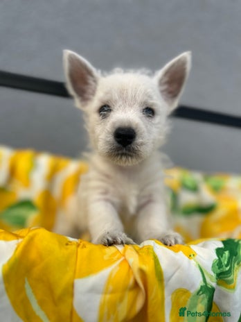 West Highland Terrier dogs - Advert 3