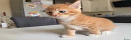 Maine Coon cats for sale: TORTOISESHELL MAINE COON X KITTENS - Advert 30