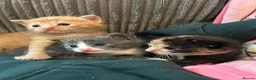 Mixed Breed cats for sale: Kittens Looking for Their Forever Homes in Wellington - Advert 8
