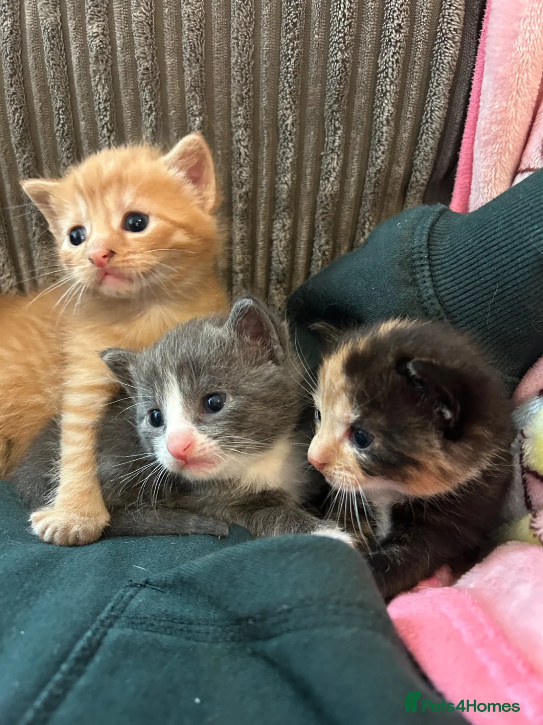 Mixed Breed cats for sale: Kittens Looking for Their Forever Homes in Wellington - Advert 8