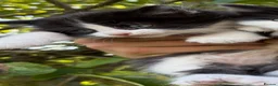 Mixed Breed cats for sale: Gorgeous kittens in Brierley Hill - Advert 8