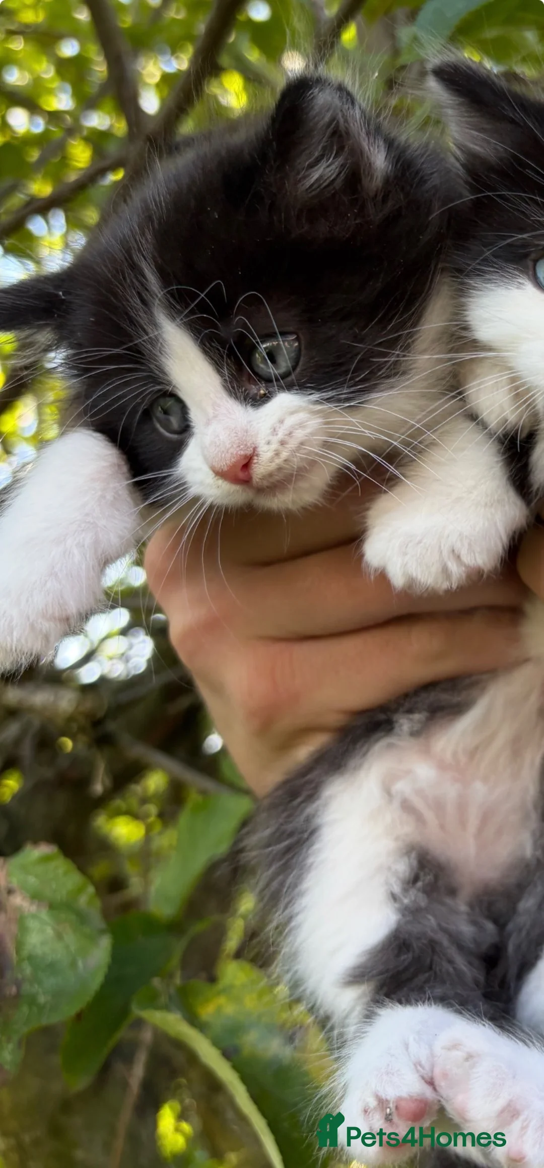 Mixed Breed cats for sale: Gorgeous kittens in Brierley Hill - Advert 8