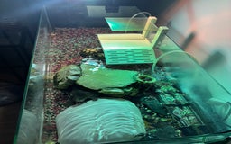 Turtle reptiles for sale: 2 x Common musk turtles with tank etc - Image 1