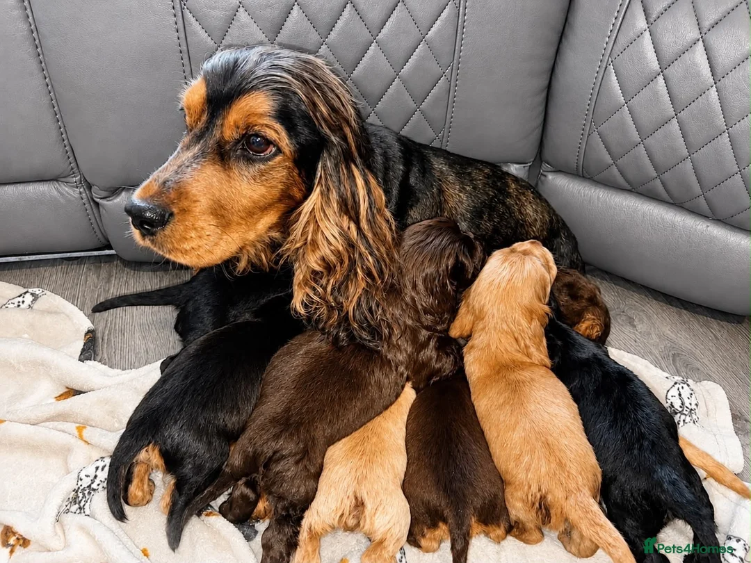 Cocker Spaniel dogs for sale: Sagrisieo’s KC Show type Cocker Spaniels - Advert 19