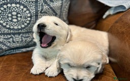 Golden Retriever dogs for sale: Stunning Golden Retriver Puppies - Image 2