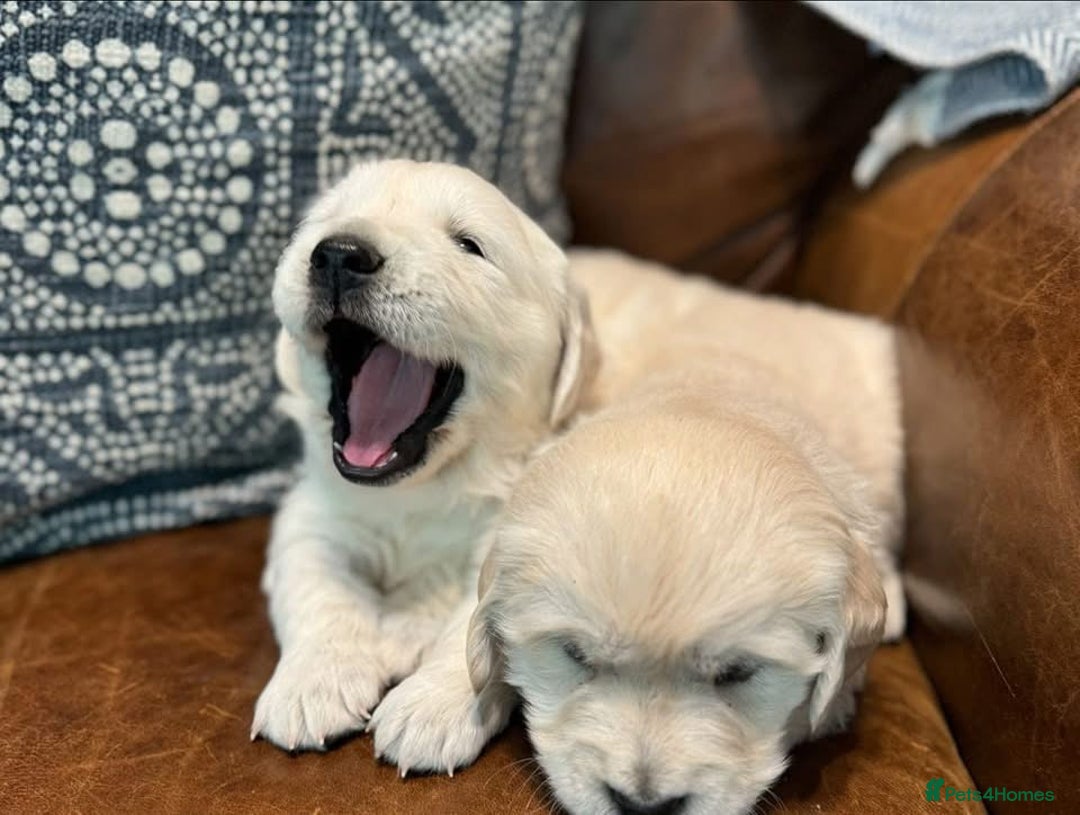 Golden Retriever dogs for sale: Stunning Golden Retriver Puppies - Image 2