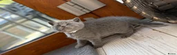 British Shorthair cats for sale: British shorthair kittens  - Advert 12