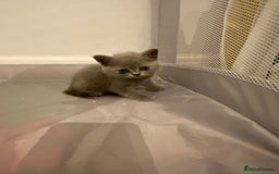 British Shorthair cats for sale: READY NOW!!Pedigree British Short Hair Kittens - Image 6