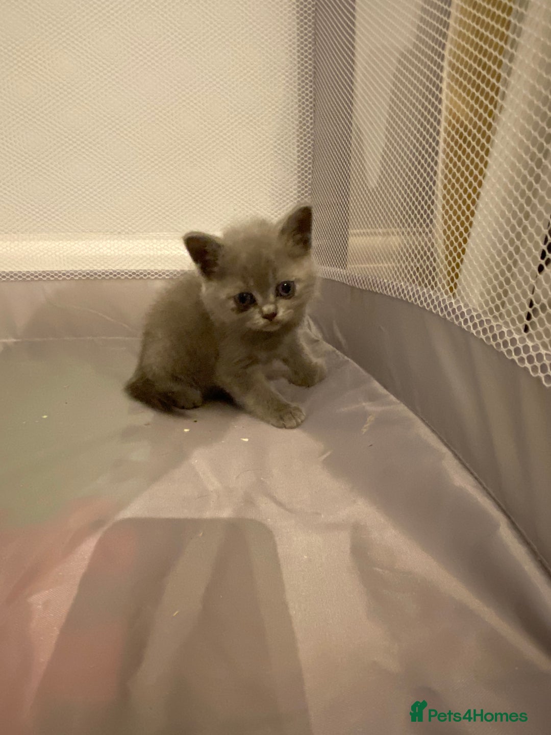 British Shorthair cats for sale: READY NOW!!Pedigree British Short Hair Kittens - Image 6