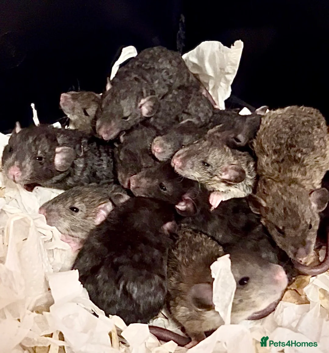 Rat rodents for sale: Fancy rat babies  - Advert 1