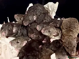 Rat rodents Fancy rat babies - Advert 1