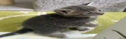 Mixed Breed cats for sale: Adorable grey kittens & tabby grey kittens  in Salisbury - Advert 27