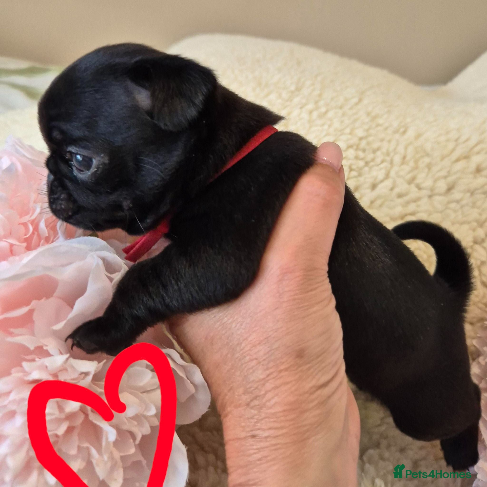 Pug dogs 5* Council license Breeder of 5 stunning pups. - Advert 1