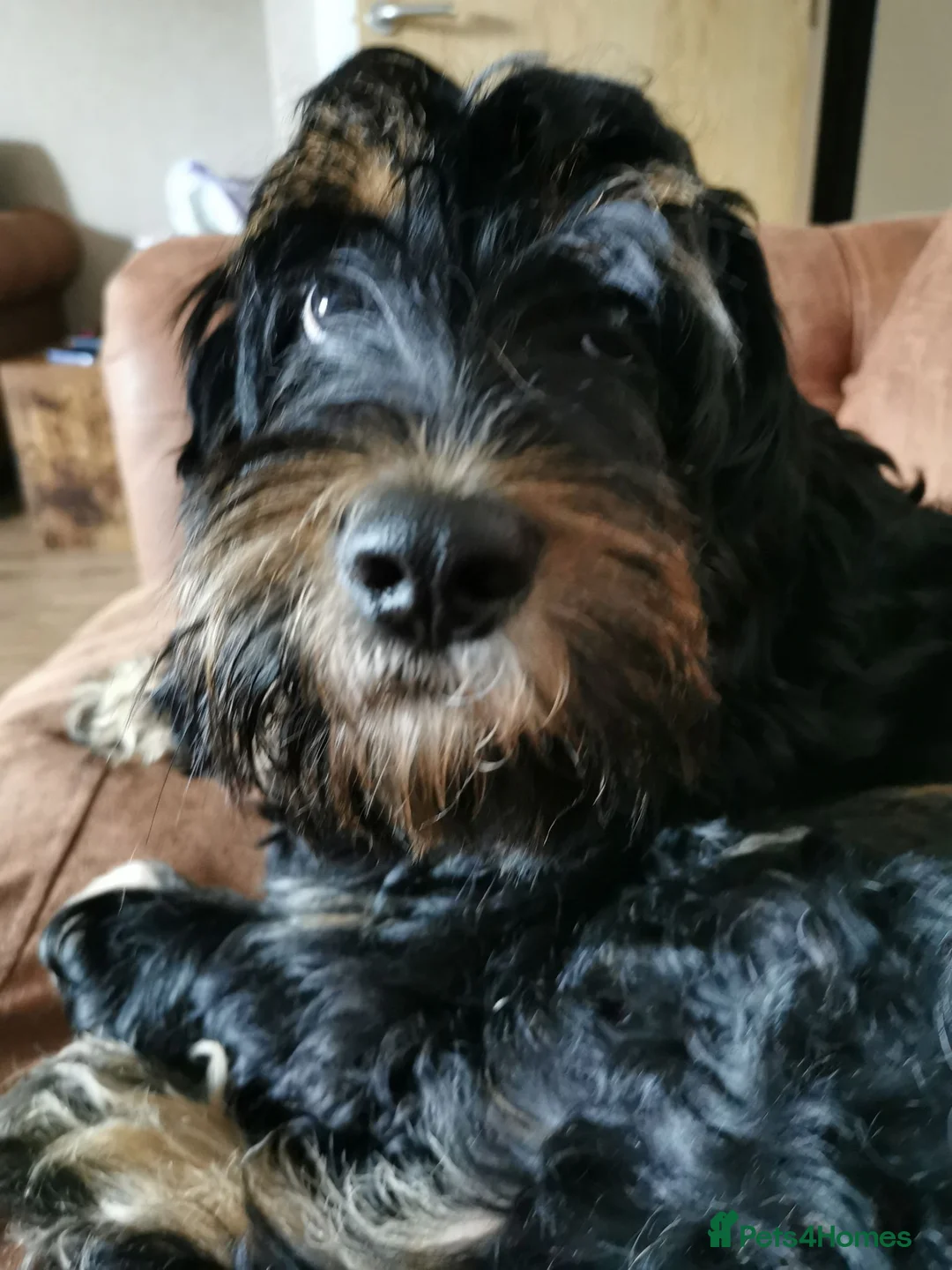 Cockapoo dogs for sale: Dexter - Advert 2