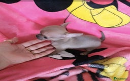 Chihuahua dogs for sale: Tiny Blue Fawn chihuahua boy  - Image 4