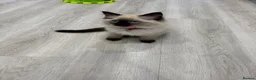 Ragdoll cats for sale: Beautiful seal point / blue point ragdoll kittens - Advert 17