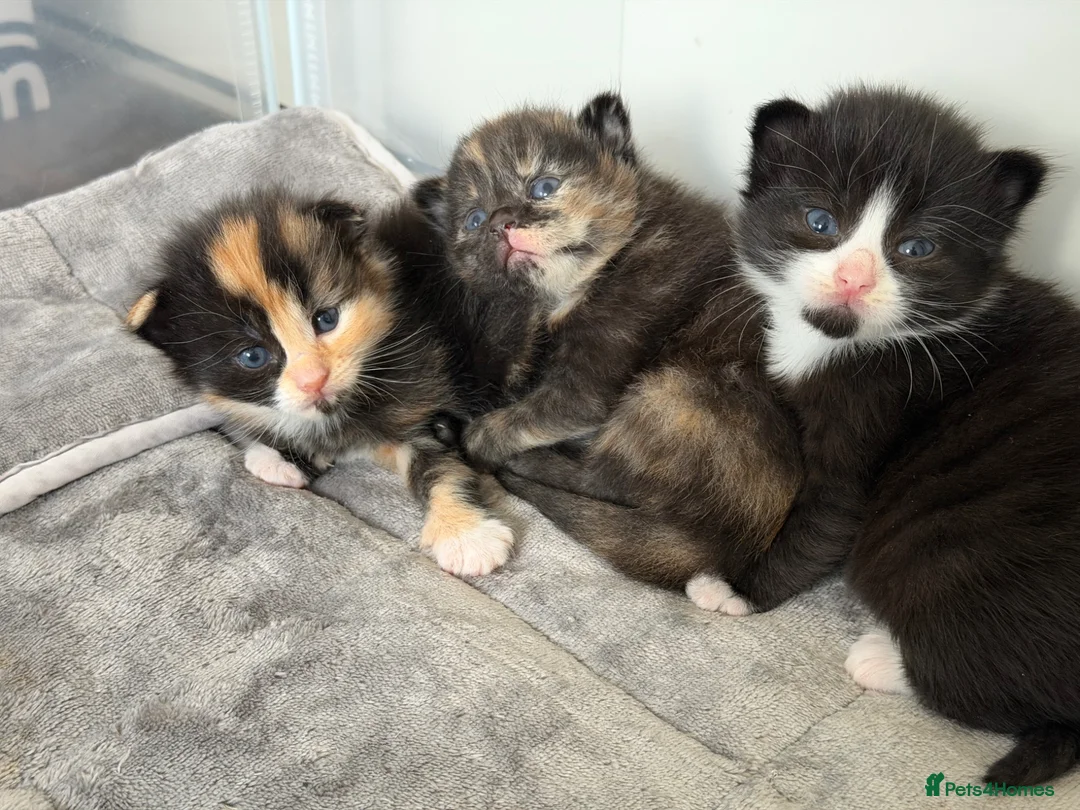 Mixed Breed cats for sale: Beautiful Kittens for Sale – Ready Soon 🐾 - Advert 2