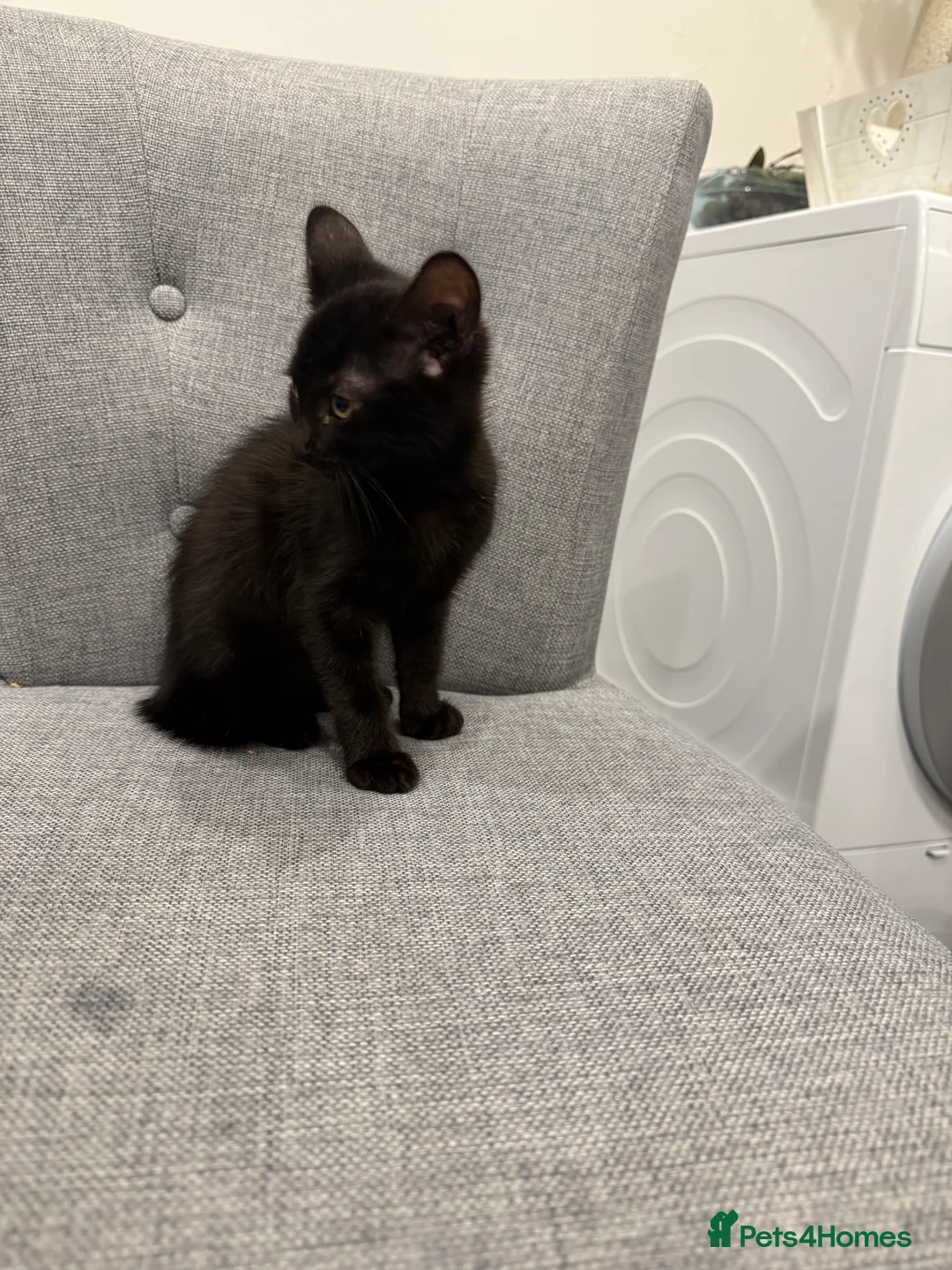 Mixed Breed cats for sale: Kittens are ready to go to new homes  - Advert 5