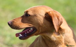 Labrador Retriever dogs for sale: Stunning ftch fox red puppies - Image 20