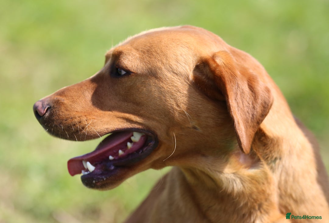 Labrador Retriever dogs for sale: Stunning ftch fox red puppies - Image 20