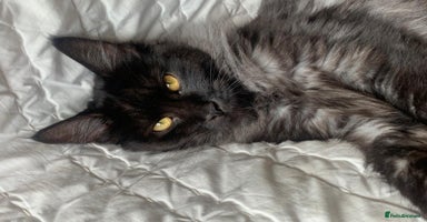 Maine Coon cats - Advert 14