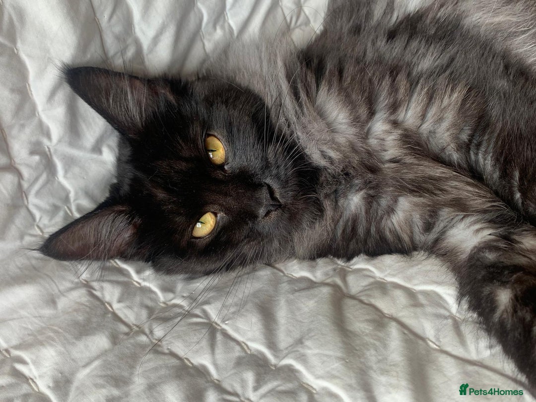 Maine Coon cats for sale: Full pedigree Maine Coon Female - Image 3
