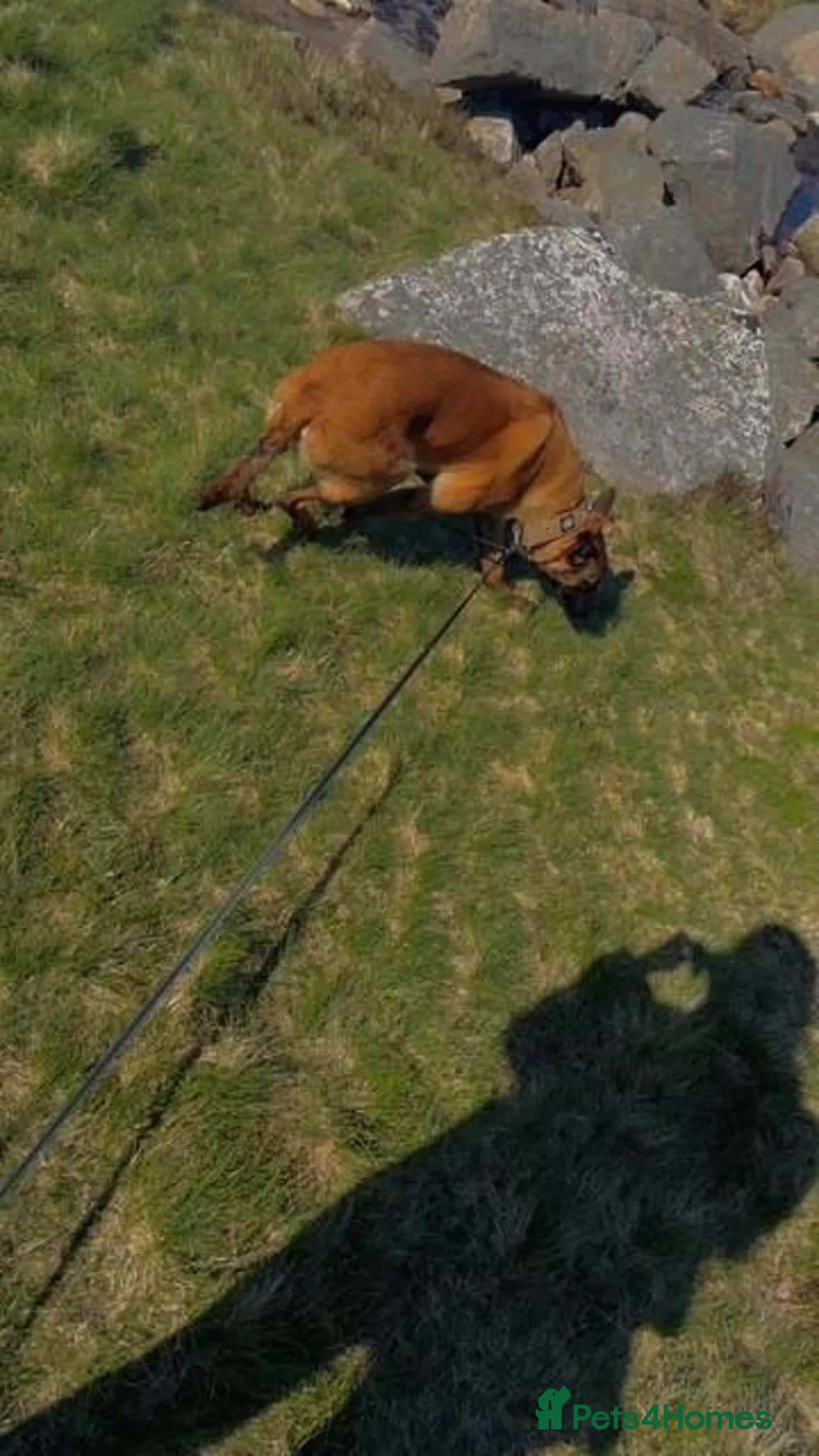 Belgian Shepherd Dog dogs for sale: Belgian Malinois for sale  - Advert 5
