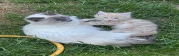 Mixed Breed cats for sale: Ragdoll cross mixed breed stunning kittens  - Advert 13