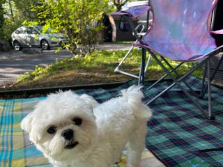 Maltese dogs Fabulous proven miniature Maltese for stud 🌟 in South Shields - Advert 2