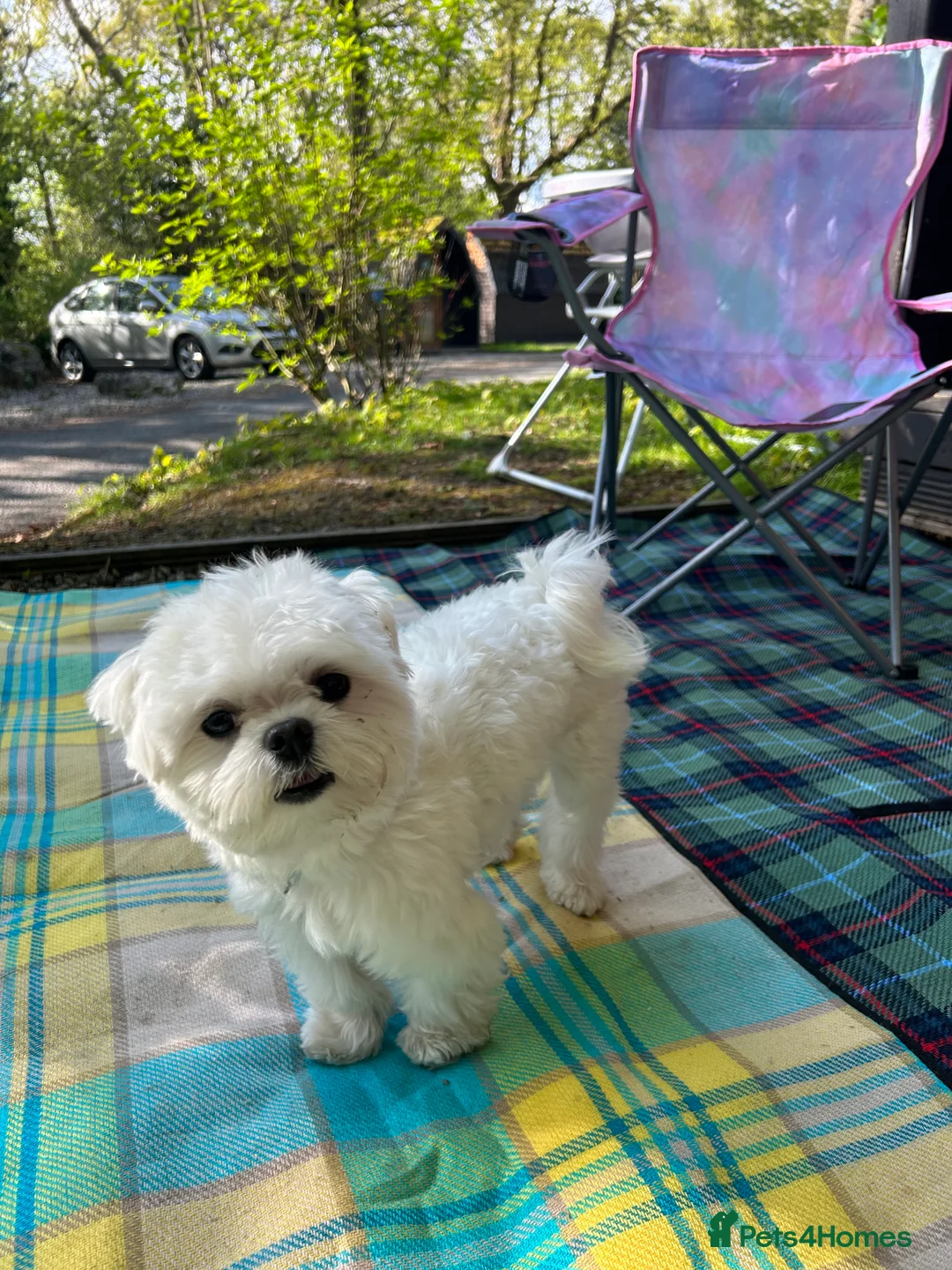 Maltese dogs for stud: Fabulous proven miniature Maltese for stud 🌟 in South Shields - Advert 1