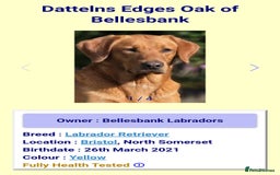 Labrador Retriever dogs for sale: All viewings booked or puppies reserved - Advert 9