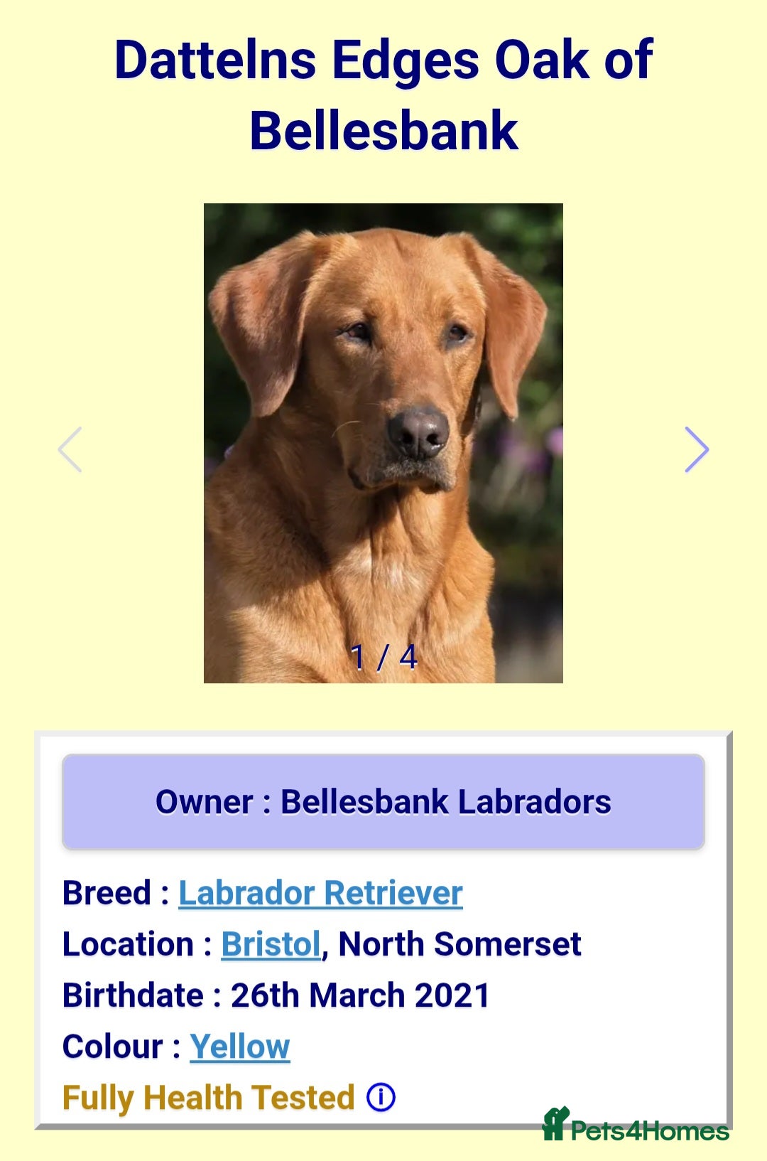 Labrador Retriever dogs for sale: All viewings booked or puppies reserved - Advert 9