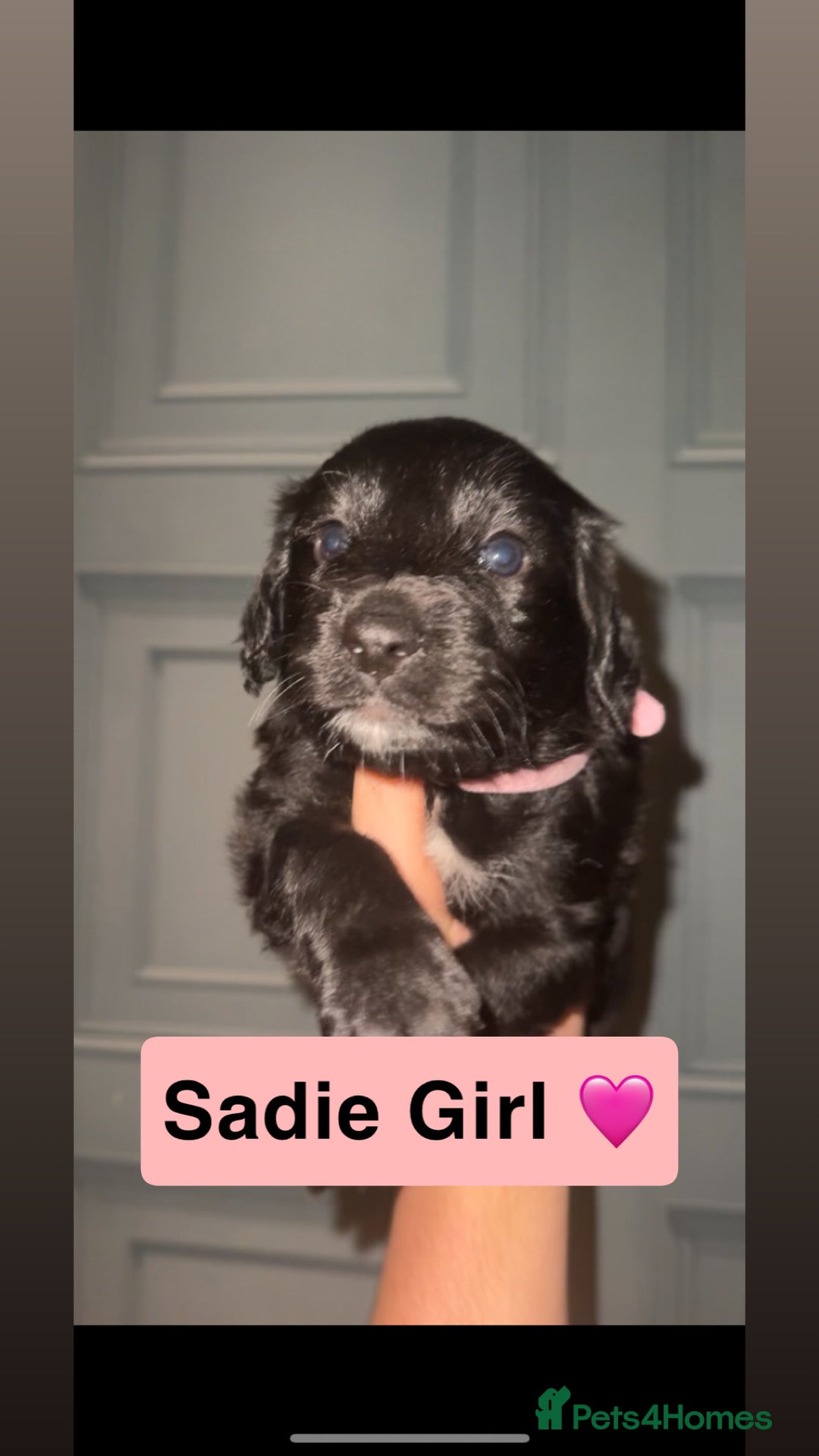 Mixed Breed dogs for sale: 4 Gorgeous Cocker Spaniel Cross Border Collies - Image 12