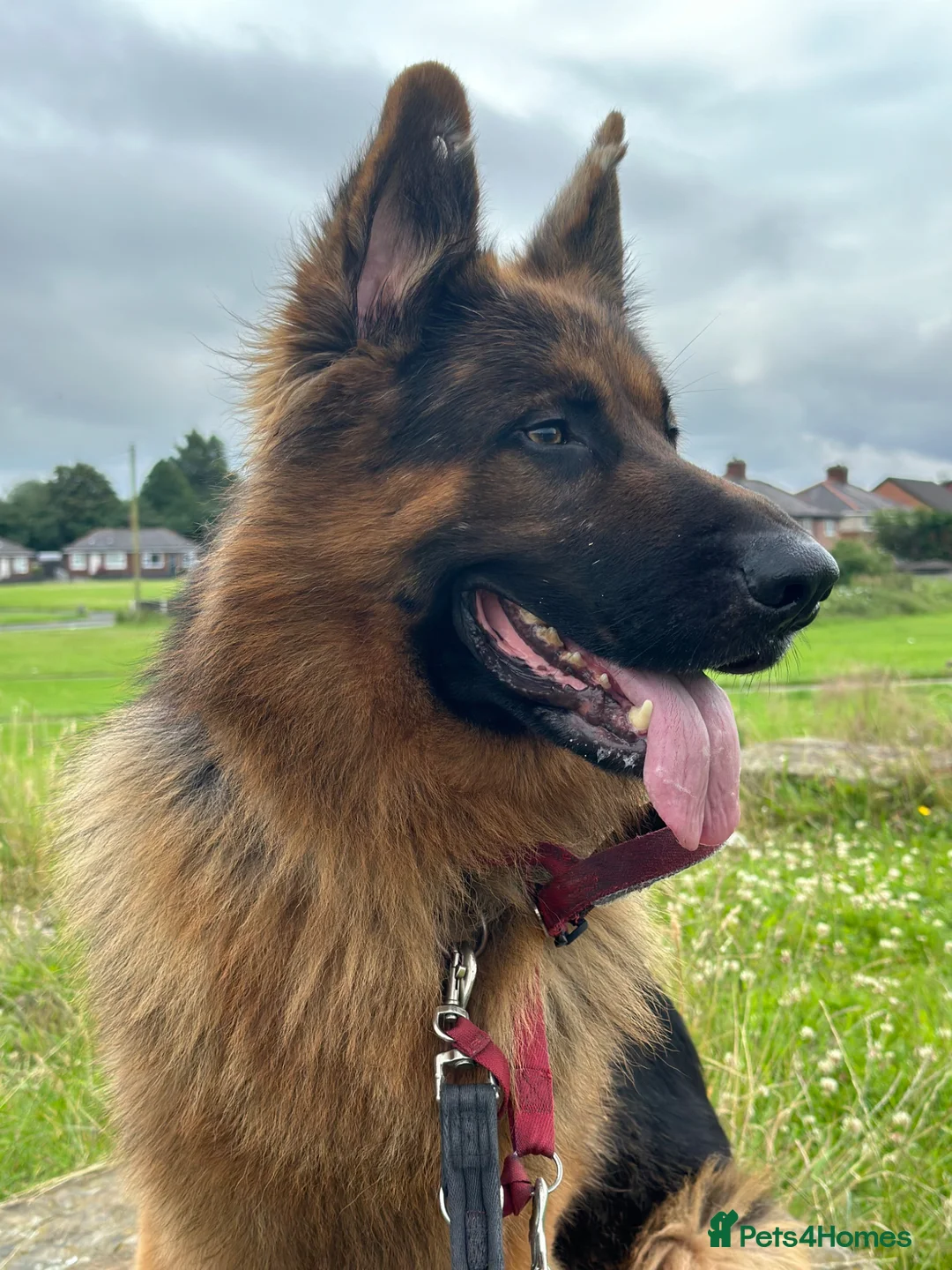 German Shepherd dogs for stud: Seeking for female German for stud  in Wigan - Advert 2
