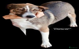 Mixed Breed dogs for adoption: Denver, 2 yrs approx. Available for adoption. - Image 2