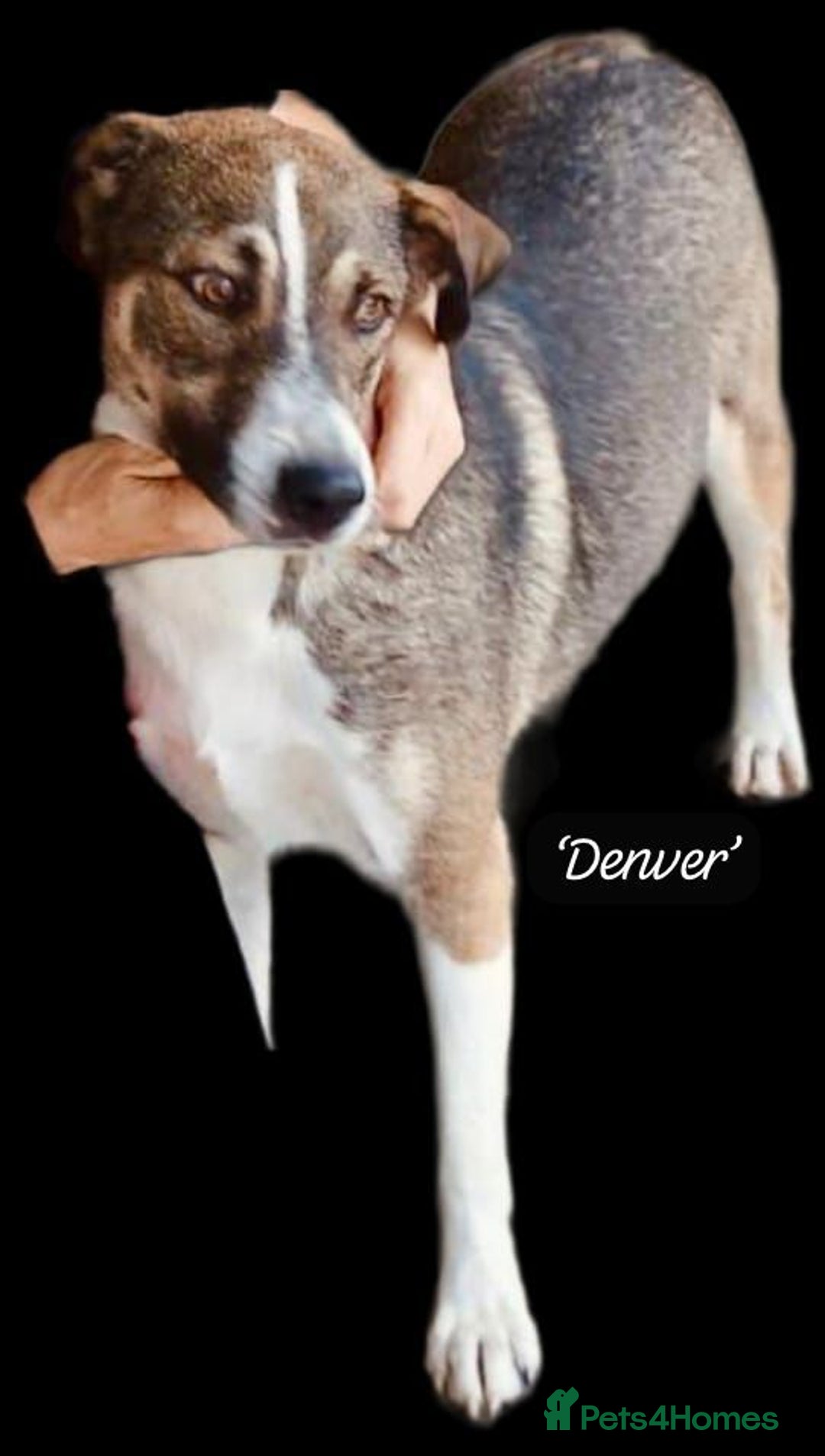 Mixed Breed dogs for adoption: Denver, 2 yrs approx. Available for adoption. - Image 2