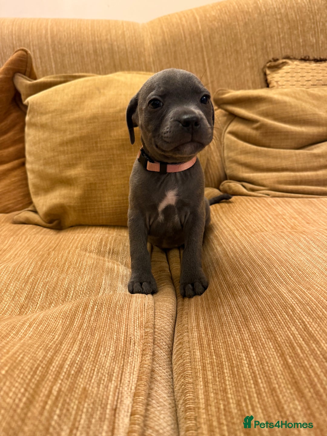 Staffordshire Bull Terrier dogs for sale: Health Tested Clear Staffordshire Bull Terrier's - Advert 30