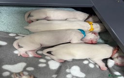 Dalmatian dogs for sale: 8 Gorgeous Dalmatian Puppies - Image 3