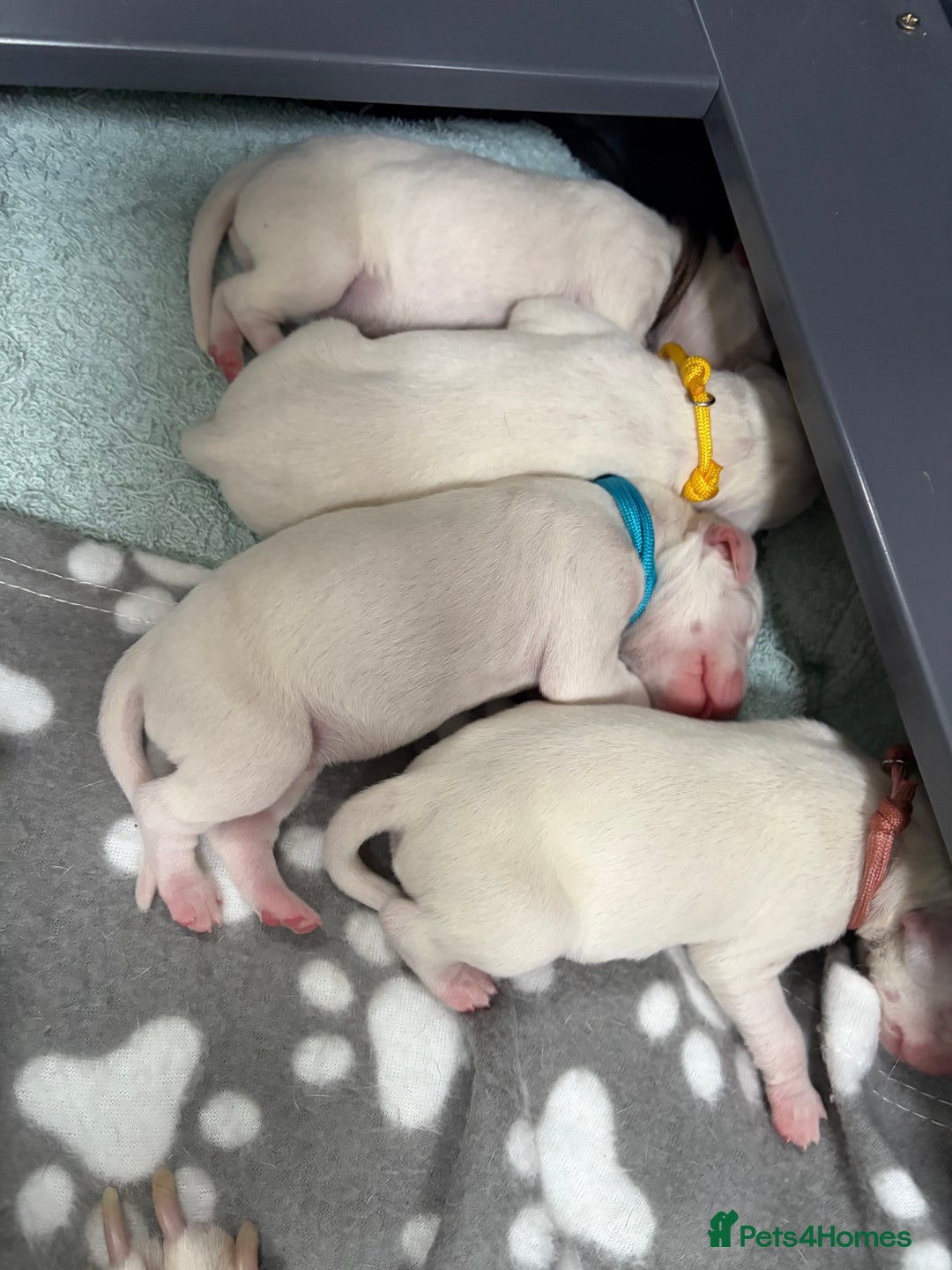 Dalmatian dogs for sale: 8 Gorgeous Dalmatian Puppies - Image 3
