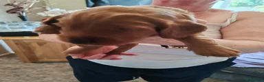Cockapoo 5