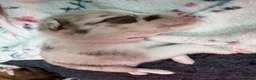 Border Collie dogs for sale: Red & white tri Merle border collie puppies puppy - Advert 10