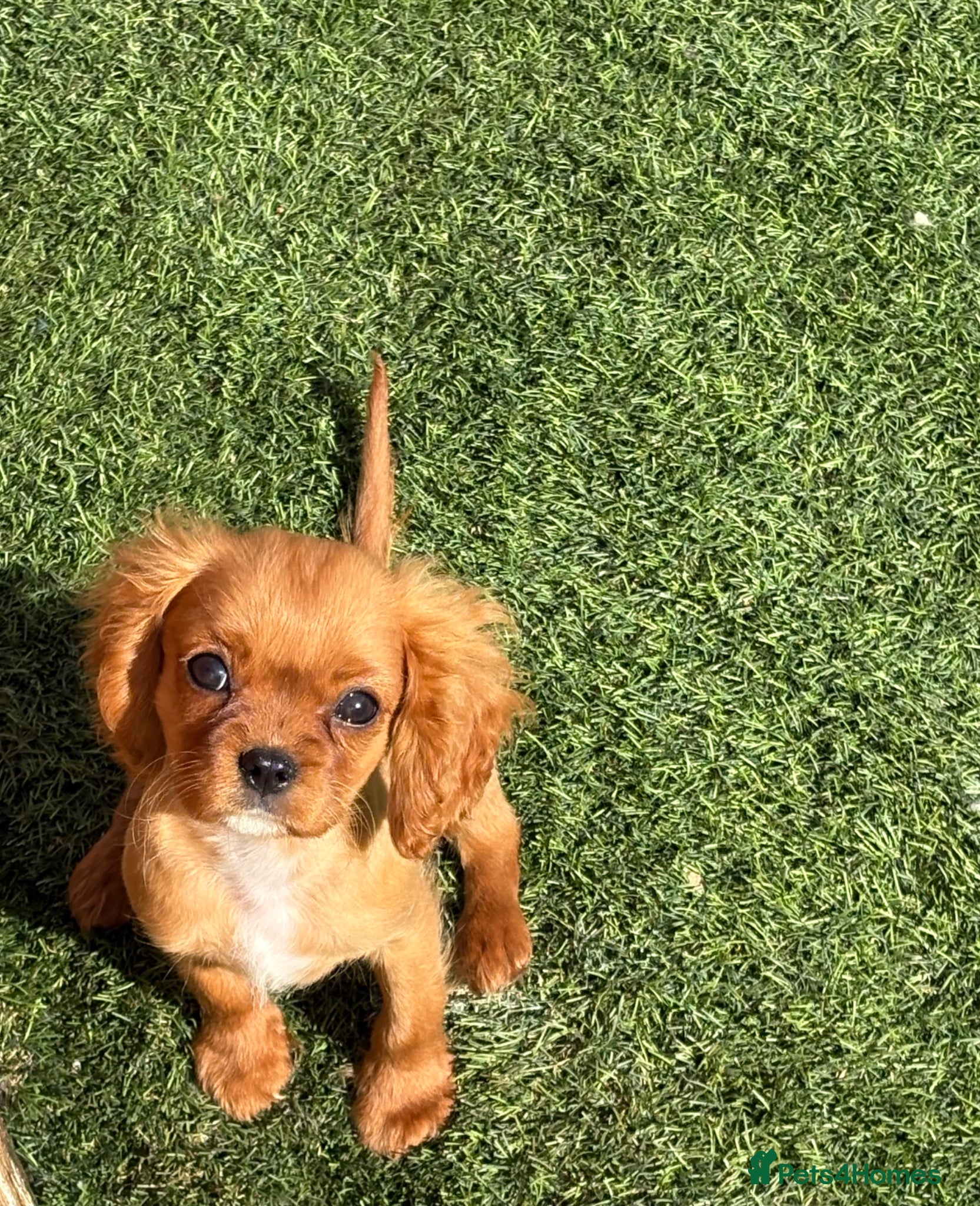 Cavalier King Charles Spaniel dogs READY TO LEAVE - YELLOW COLLOR NOW AVAILABLE  - Advert 2