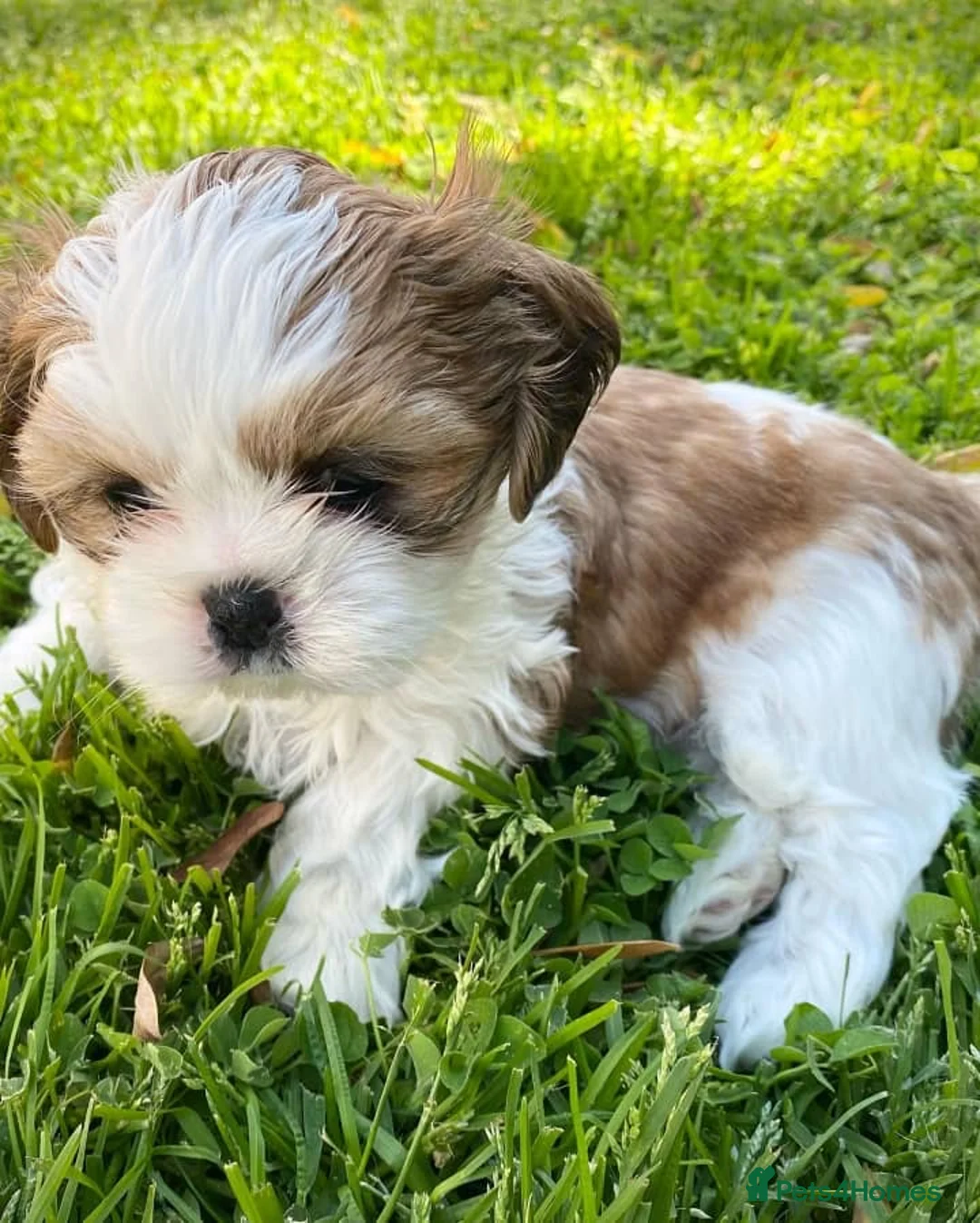Shih Tzu dogs for sale: Lovely male and female Shih tzu puppies for sale  - Advert 3
