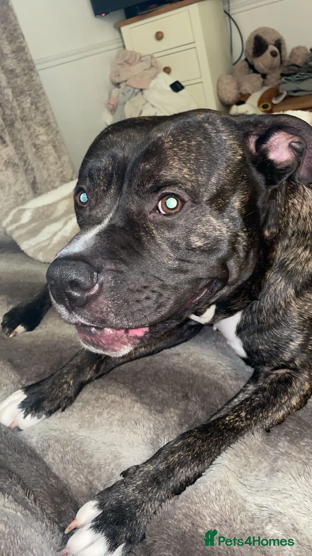 Mixed Breed dogs for sale: XL BULLY X STAFF - Advert 4