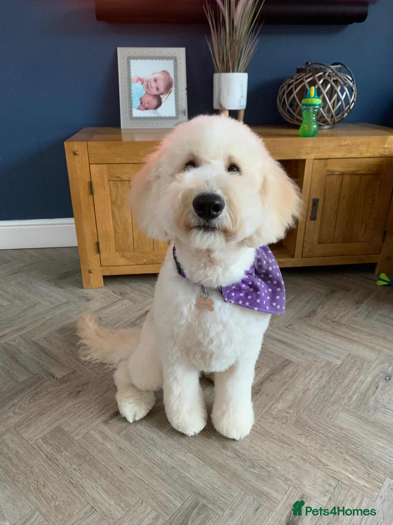 Labradoodle dogs F1b Labradoodle Puppies – Ready to Reserve - Advert 1